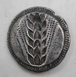 Серебряный статер (номос), Метапонт (Лукания). 510–470 гг. до н.э.
